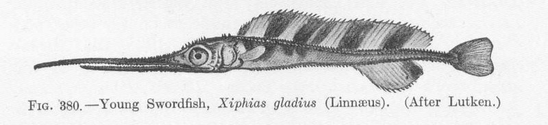 swordfish (Xiphias gladius); DISPLAY FULL IMAGE.