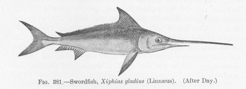 swordfish (Xiphias gladius); DISPLAY FULL IMAGE.