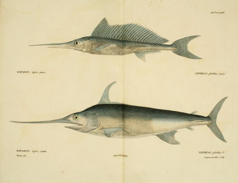 swordfish (Xiphias gladius); DISPLAY FULL IMAGE.