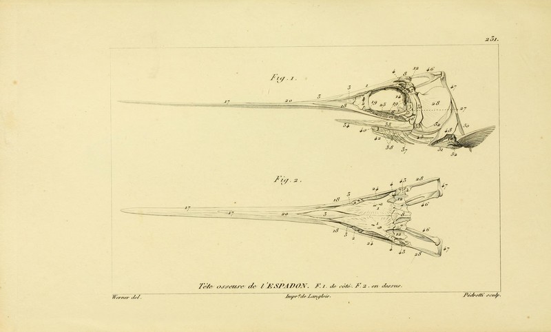 swordfish (Xiphias gladius); DISPLAY FULL IMAGE.