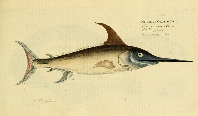 swordfish (Xiphias gladius); DISPLAY FULL IMAGE.
