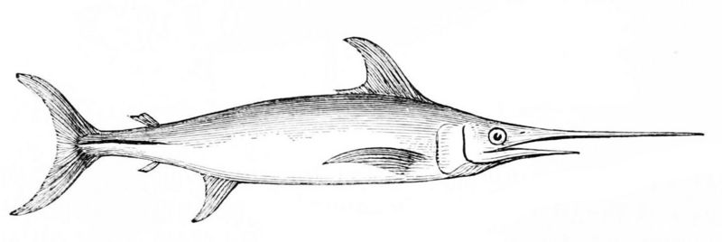 swordfish (Xiphias gladius); DISPLAY FULL IMAGE.