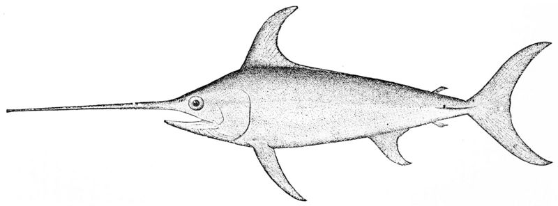 swordfish (Xiphias gladius); DISPLAY FULL IMAGE.