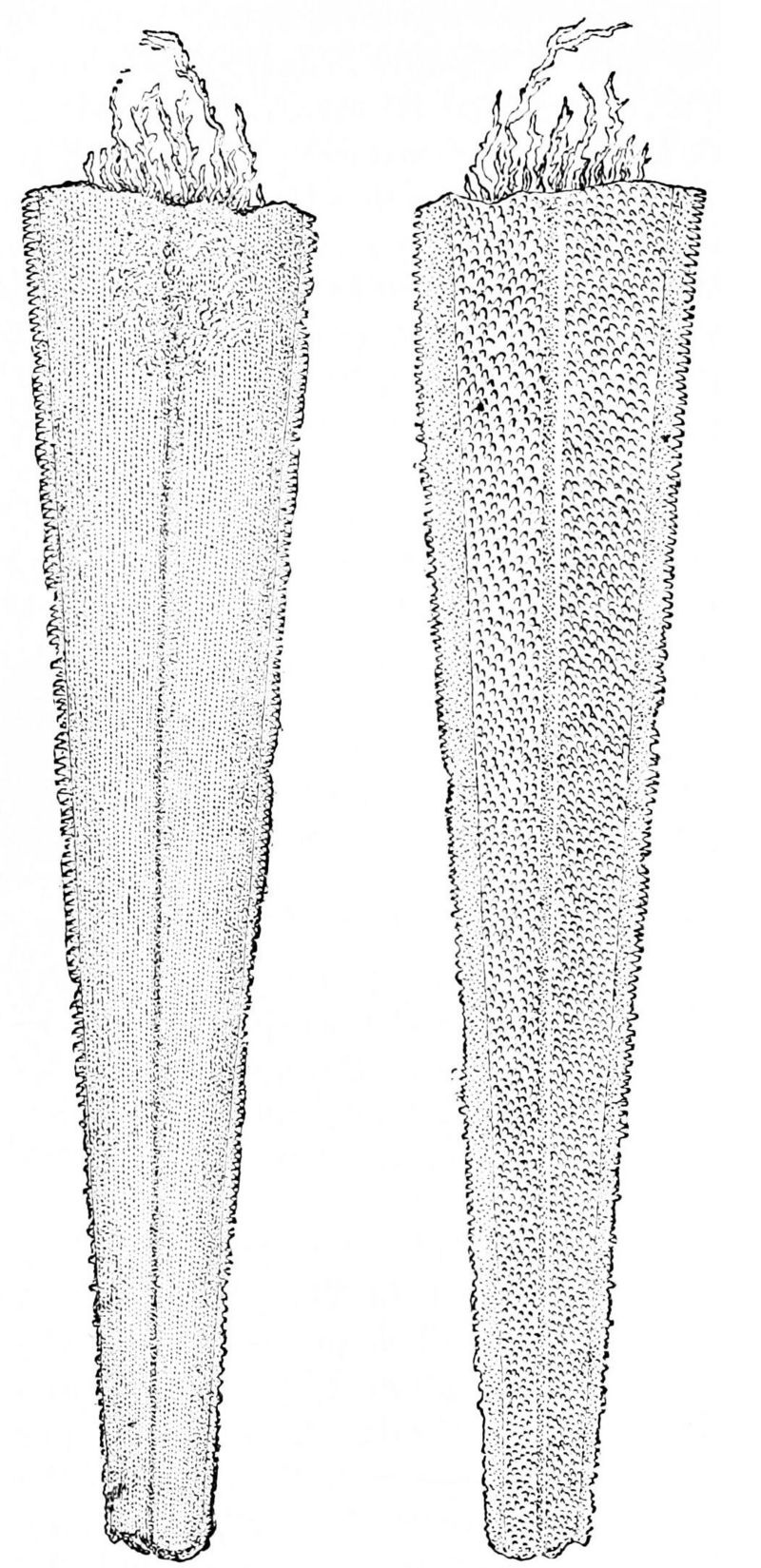 swordfish (Xiphias gladius); DISPLAY FULL IMAGE.