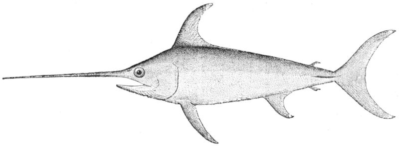 swordfish (Xiphias gladius); DISPLAY FULL IMAGE.