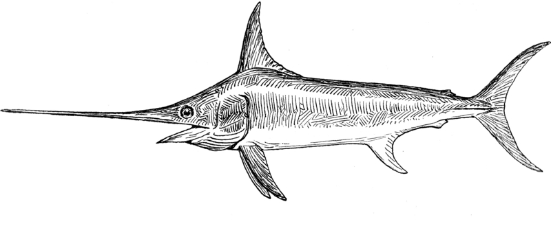 swordfish (Xiphias gladius); DISPLAY FULL IMAGE.