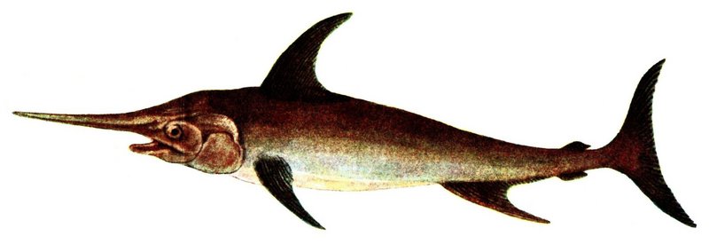 swordfish (Xiphias gladius); DISPLAY FULL IMAGE.