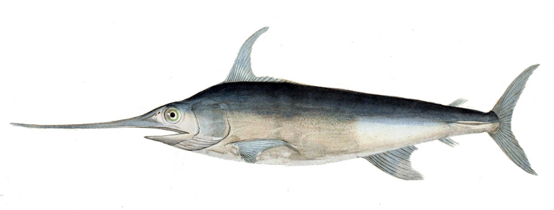 swordfish (Xiphias gladius); DISPLAY FULL IMAGE.