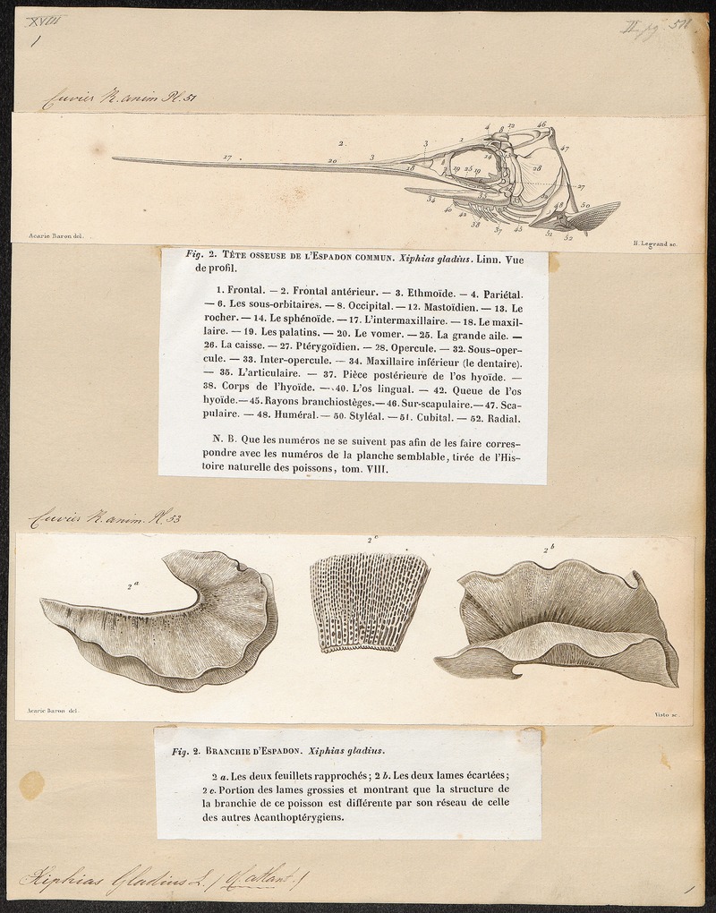 swordfish (Xiphias gladius); DISPLAY FULL IMAGE.