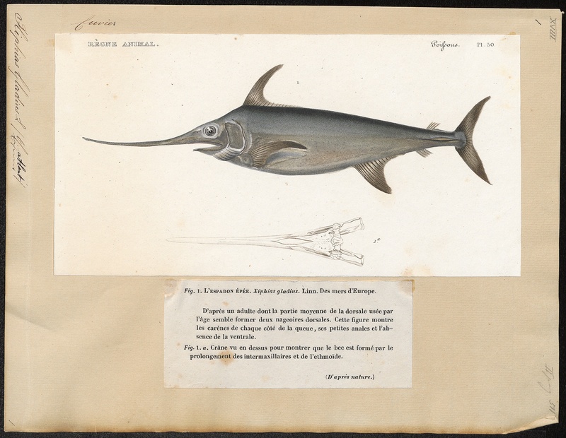 swordfish (Xiphias gladius); DISPLAY FULL IMAGE.