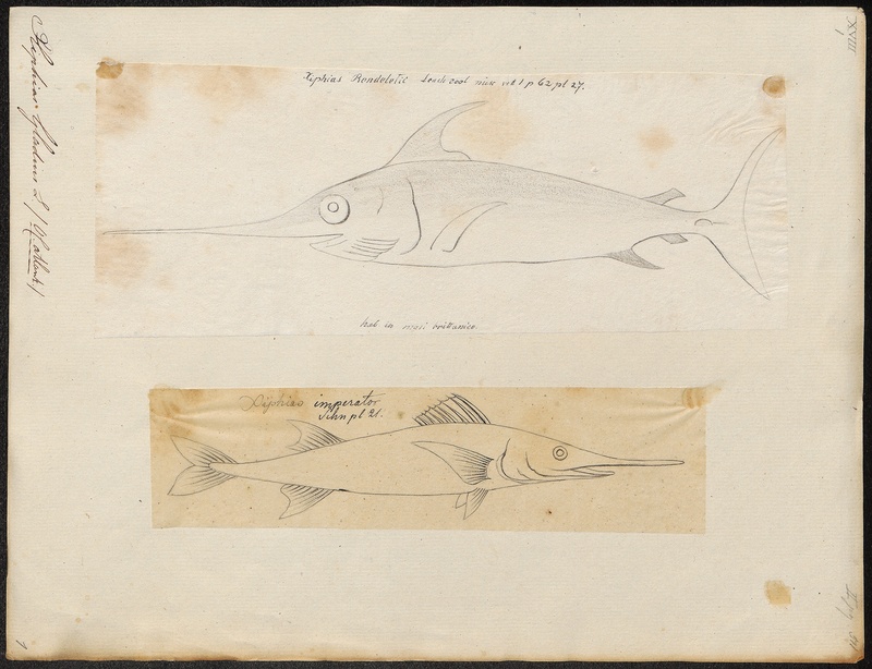 swordfish (Xiphias gladius); DISPLAY FULL IMAGE.