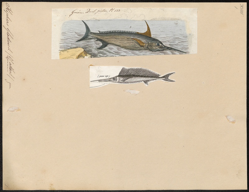 swordfish (Xiphias gladius); DISPLAY FULL IMAGE.