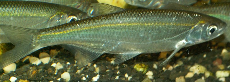 common bleak (Alburnus alburnus); DISPLAY FULL IMAGE.