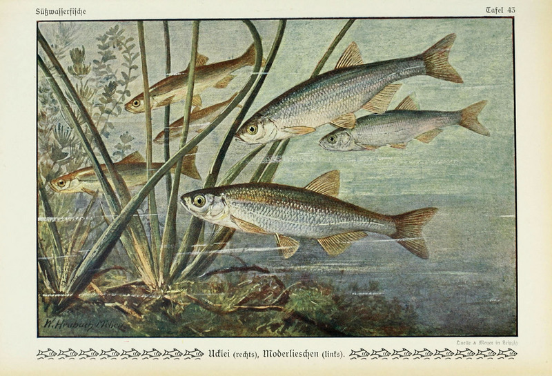 common bleak (Alburnus alburnus); DISPLAY FULL IMAGE.