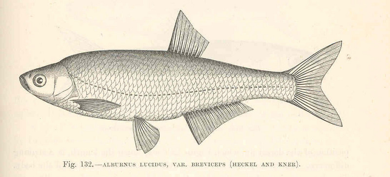 common bleak (Alburnus alburnus); DISPLAY FULL IMAGE.