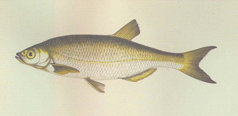 common bleak (Alburnus alburnus); DISPLAY FULL IMAGE.