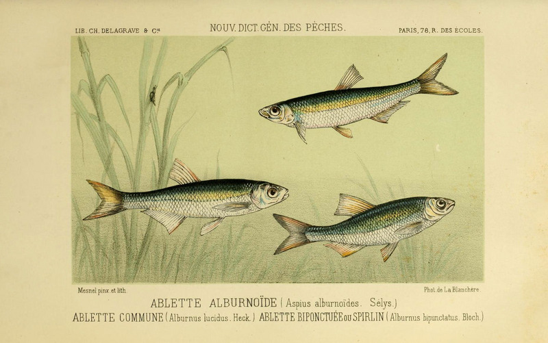 common bleak (Alburnus alburnus), schneider (Alburnoides bipunctatus); DISPLAY FULL IMAGE.