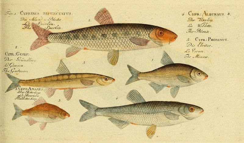 schneider or spirlin (Alburnoides bipunctatus), gudgeon (Gobio gobio), European bitterling (Rhodeus amarus), common bleak (Alburnus alburnus), common minnow (Phoxinus phoxinus); DISPLAY FULL IMAGE.