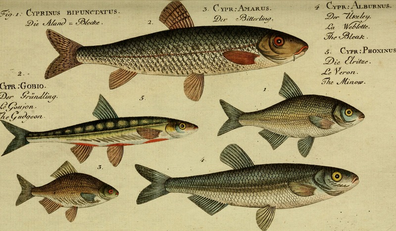 schneider or spirlin (Alburnoides bipunctatus), gudgeon (Gobio gobio), European bitterling (Rhodeus amarus), common bleak (Alburnus alburnus), common minnow (Phoxinus phoxinus); DISPLAY FULL IMAGE.