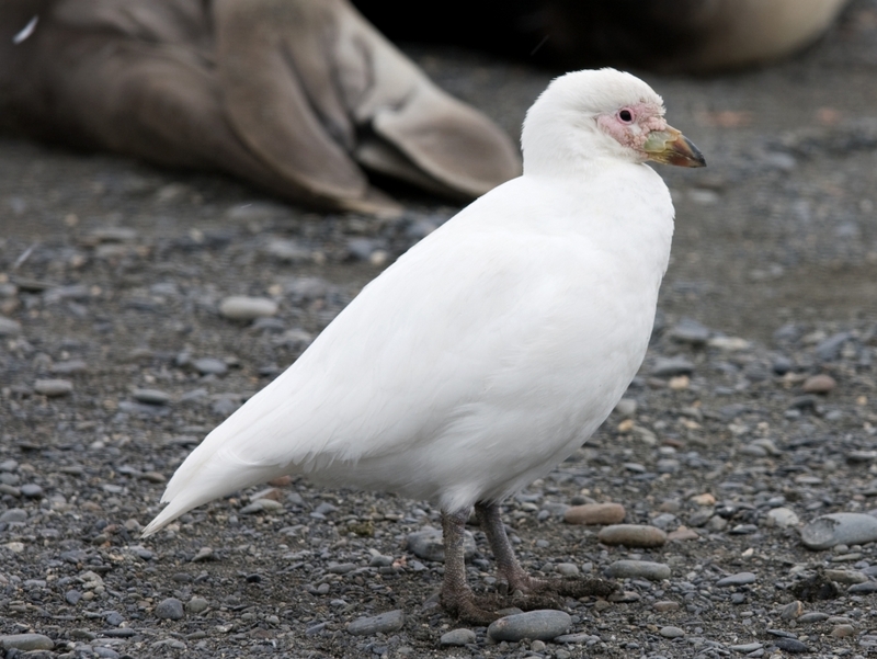 snowy sheathbill (Chionis albus); DISPLAY FULL IMAGE.