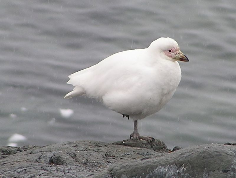 snowy sheathbill (Chionis albus); DISPLAY FULL IMAGE.