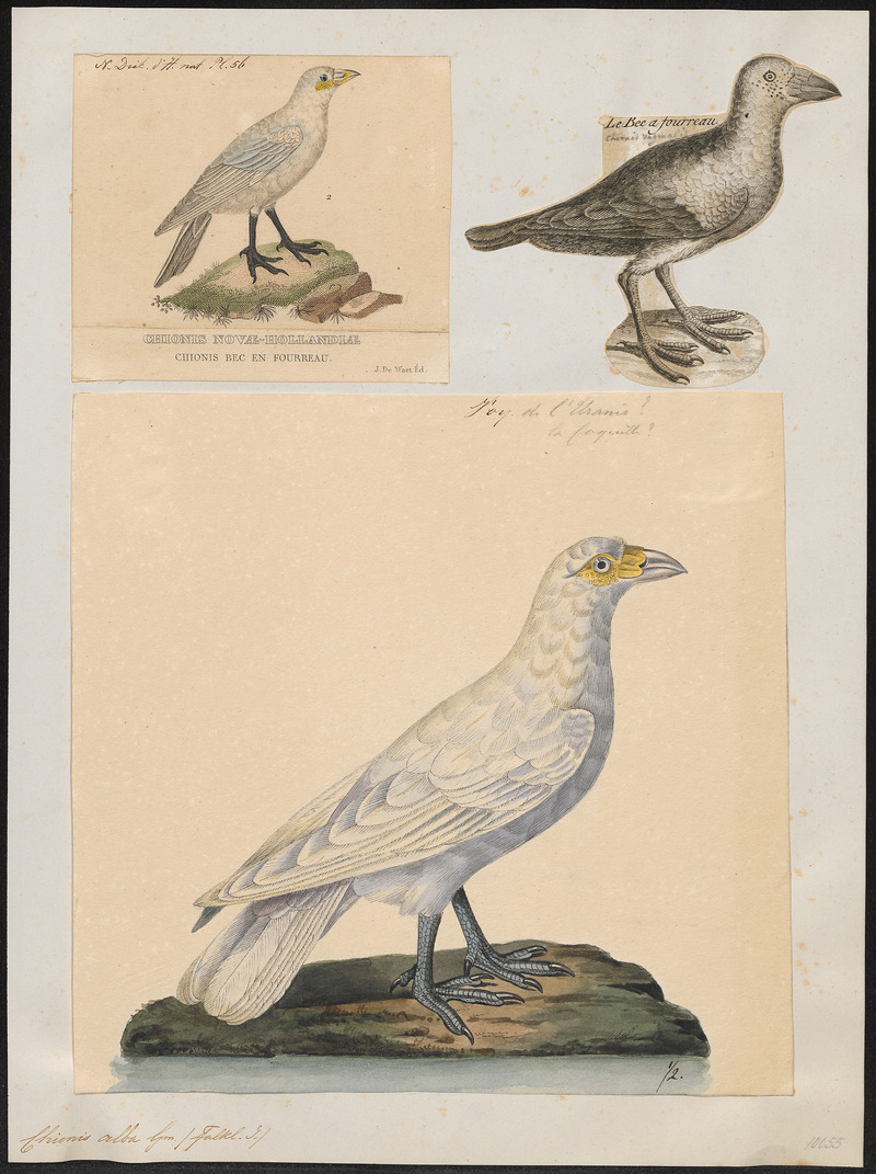 snowy sheathbill (Chionis albus); DISPLAY FULL IMAGE.