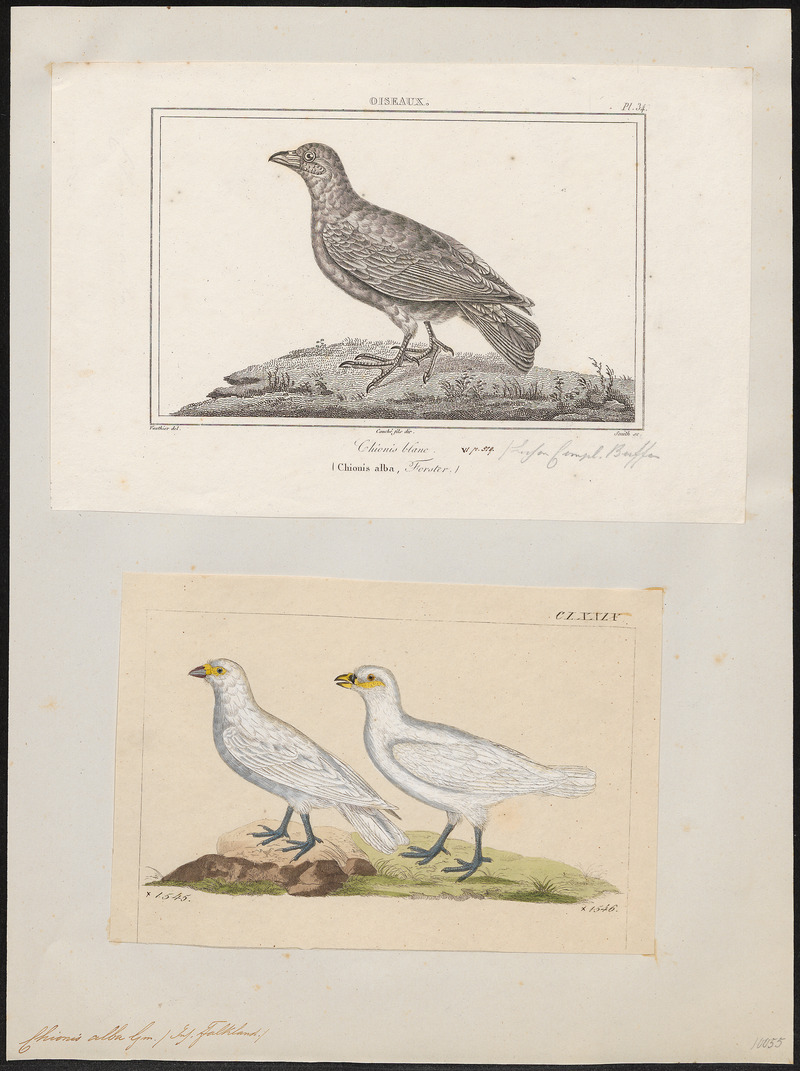 snowy sheathbill (Chionis albus); DISPLAY FULL IMAGE.