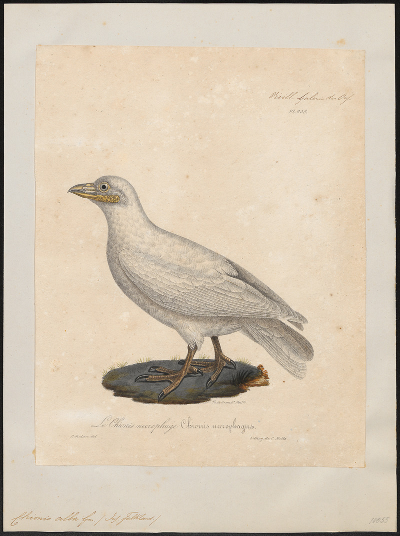 snowy sheathbill (Chionis albus); DISPLAY FULL IMAGE.