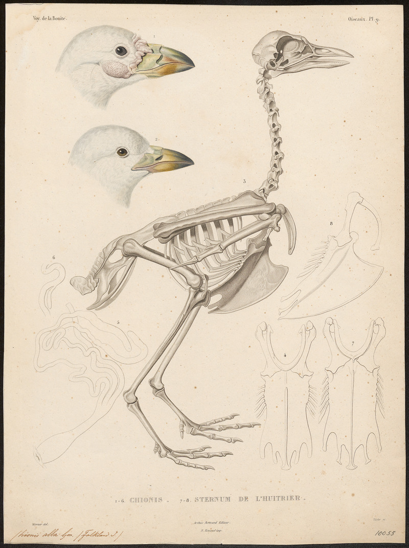 snowy sheathbill (Chionis albus); DISPLAY FULL IMAGE.