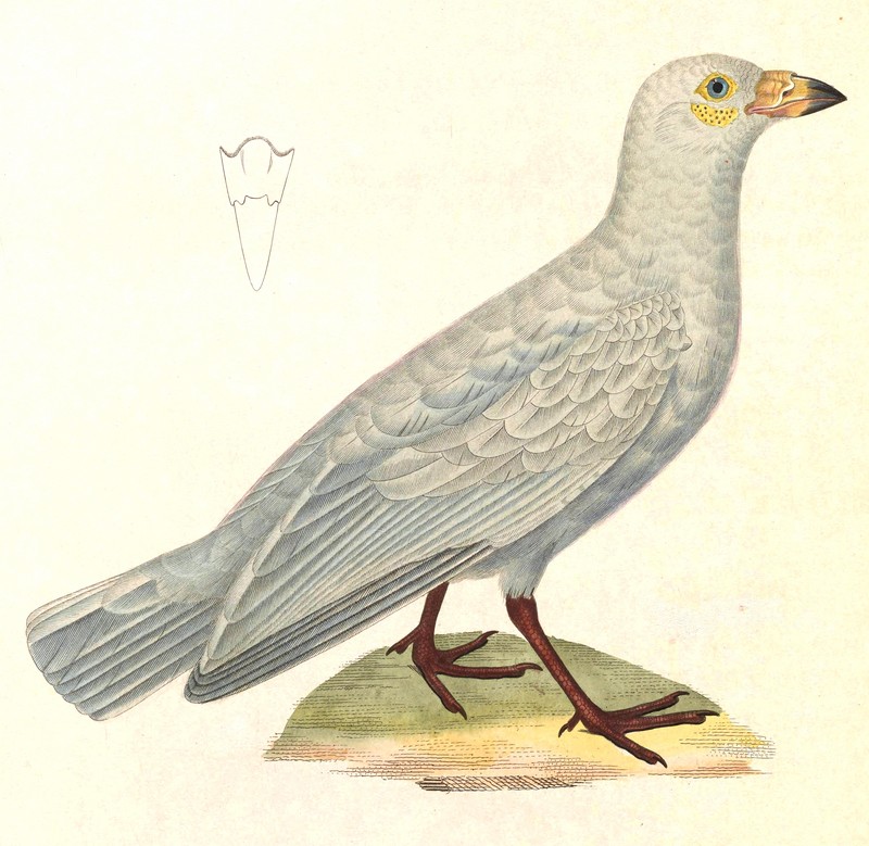 snowy sheathbill (Chionis albus); DISPLAY FULL IMAGE.