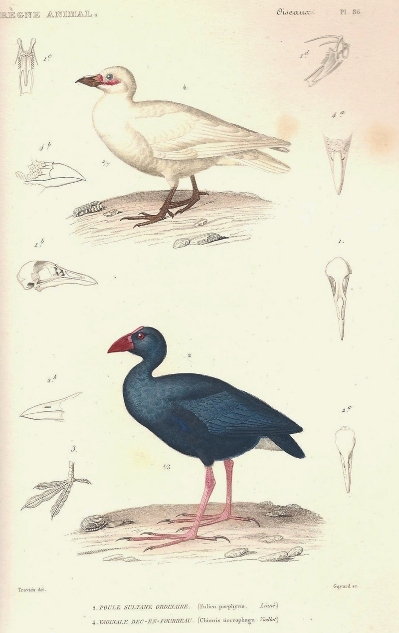 snowy sheathbill (Chionis albus), western swamphen (Porphyrio porphyrio); DISPLAY FULL IMAGE.