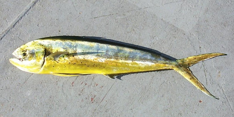 mahi-mahi, common dolphinfish (Coryphaena hippurus); DISPLAY FULL IMAGE.