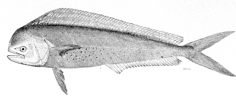 mahi-mahi, common dolphinfish (Coryphaena hippurus); DISPLAY FULL IMAGE.