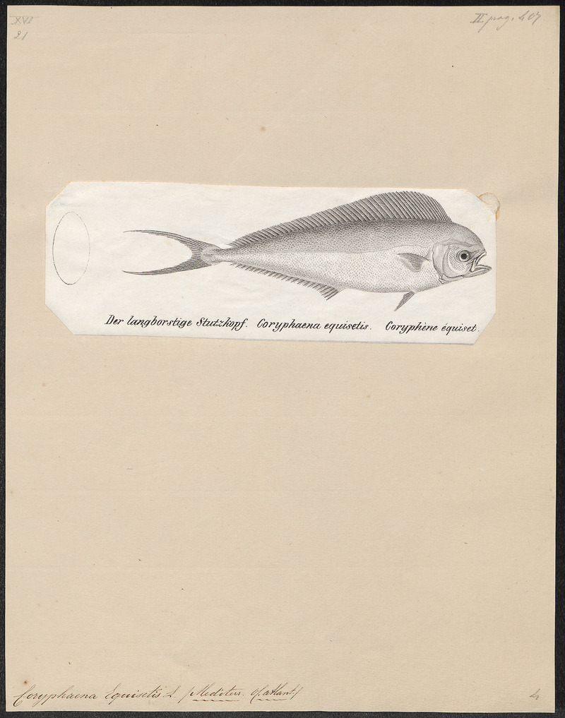 mahi-mahi, common dolphinfish (Coryphaena hippurus); DISPLAY FULL IMAGE.