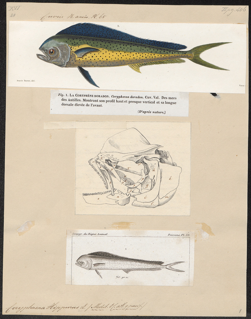 mahi-mahi, common dolphinfish (Coryphaena hippurus); DISPLAY FULL IMAGE.