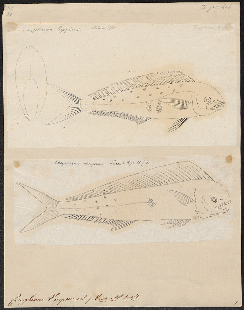 mahi-mahi, common dolphinfish (Coryphaena hippurus); DISPLAY FULL IMAGE.