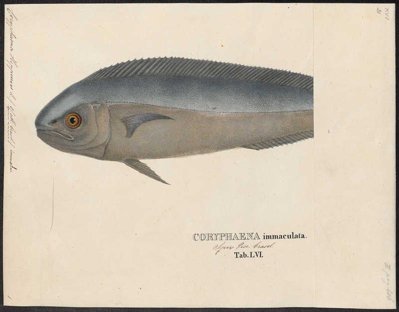 mahi-mahi, common dolphinfish (Coryphaena hippurus); DISPLAY FULL IMAGE.