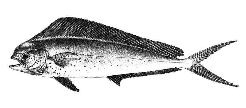 mahi-mahi, common dolphinfish (Coryphaena hippurus); DISPLAY FULL IMAGE.