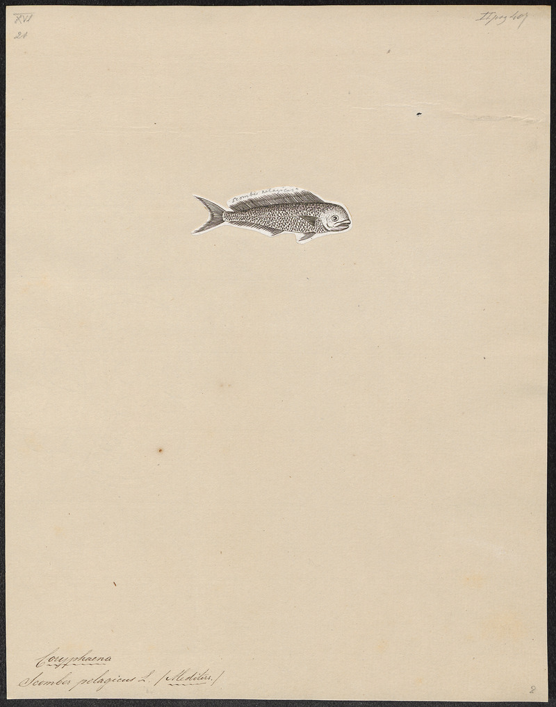 mahi-mahi, common dolphinfish (Coryphaena hippurus); DISPLAY FULL IMAGE.