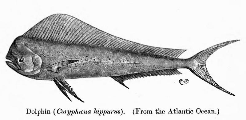 mahi-mahi, common dolphinfish (Coryphaena hippurus); DISPLAY FULL IMAGE.