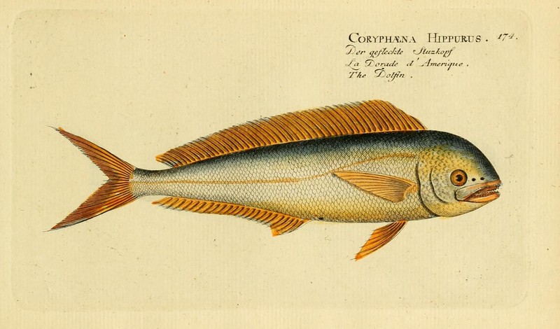 mahi-mahi, common dolphinfish (Coryphaena hippurus); DISPLAY FULL IMAGE.