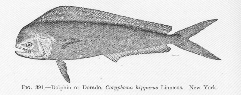 mahi-mahi, common dolphinfish (Coryphaena hippurus); DISPLAY FULL IMAGE.