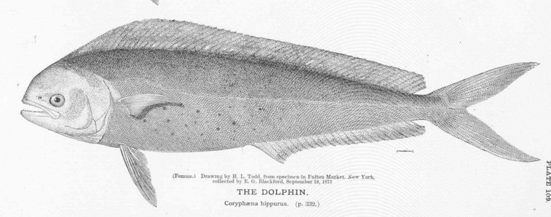 mahi-mahi, common dolphinfish (Coryphaena hippurus); DISPLAY FULL IMAGE.