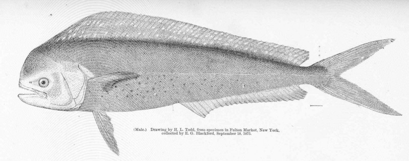 mahi-mahi, common dolphinfish (Coryphaena hippurus); DISPLAY FULL IMAGE.