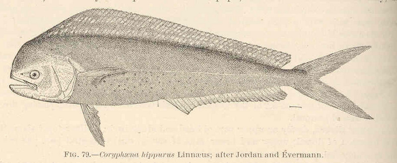 mahi-mahi, common dolphinfish (Coryphaena hippurus); DISPLAY FULL IMAGE.