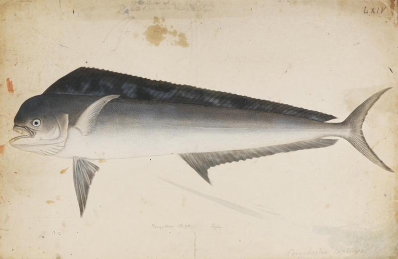 mahi-mahi, common dolphinfish (Coryphaena hippurus); DISPLAY FULL IMAGE.