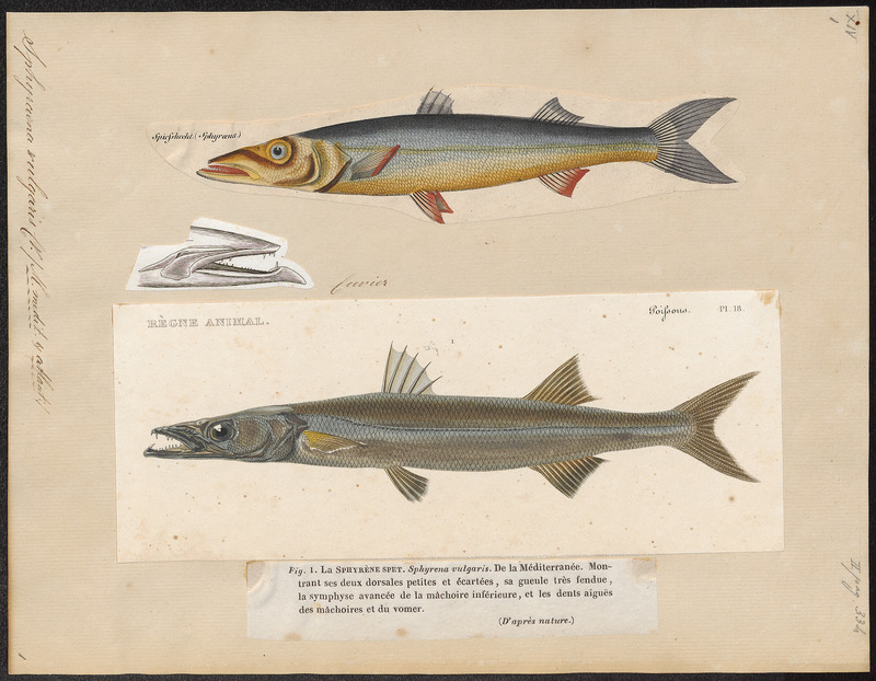 European barracuda (Sphyraena sphyraena); DISPLAY FULL IMAGE.