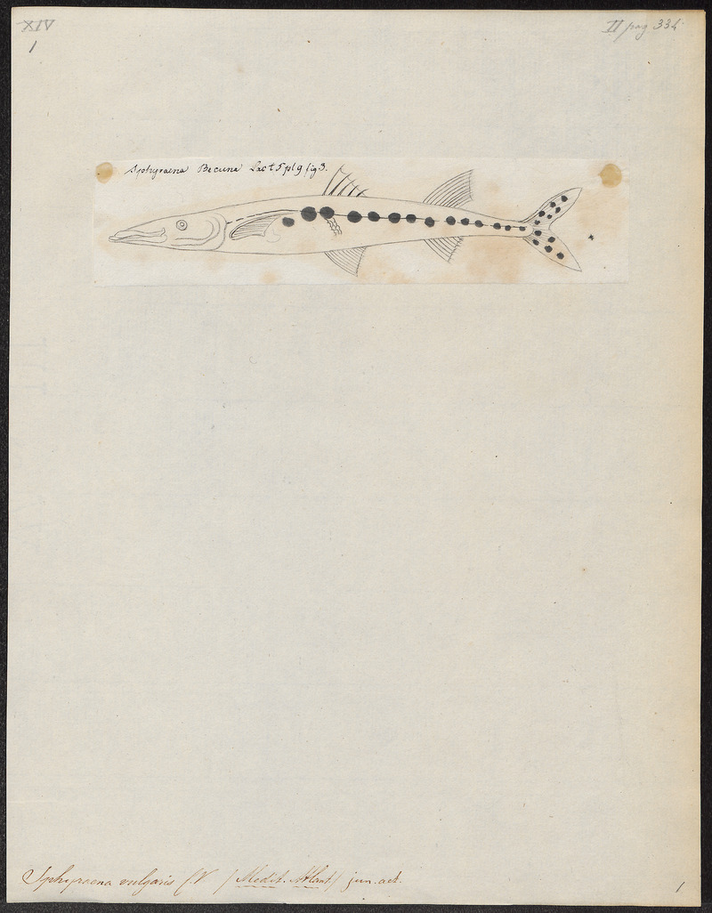European barracuda (Sphyraena sphyraena); DISPLAY FULL IMAGE.