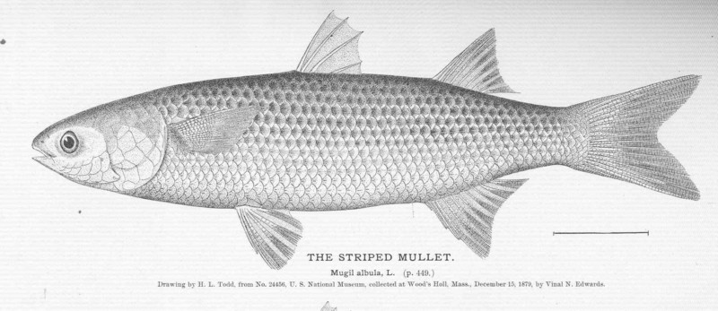 flathead grey mullet (Mugil cephalus); DISPLAY FULL IMAGE.