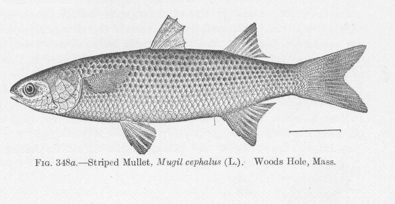 flathead grey mullet (Mugil cephalus); DISPLAY FULL IMAGE.